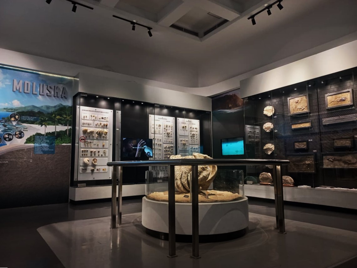 Dari Alam ke Lemari Pajang: Cerita Fosil Bercangkang di Ruang Sejarah Kehidupan