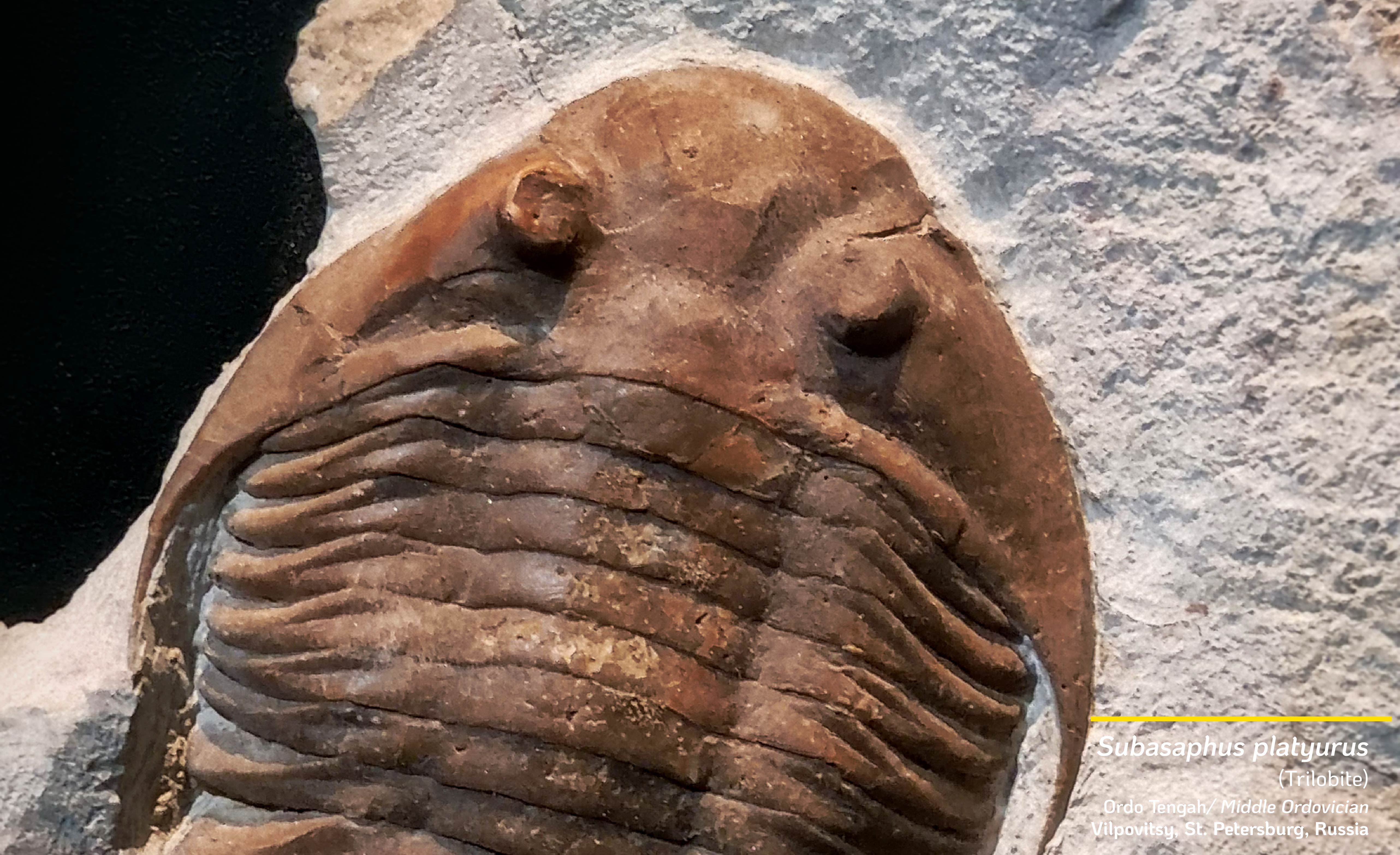 Trilobit: Organisme yang mendominasi pada masa Paleozoikum