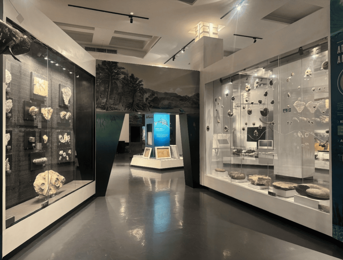 Mengenal Fosil Hewan Laut Penguasa Laut Purba Pulau Timor