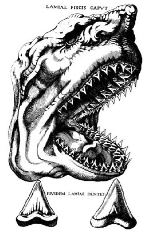 sketsa-hiu-purba-museum-geologi