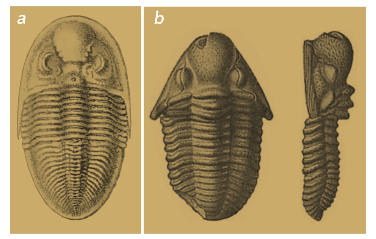 trilobit-geologi-museum