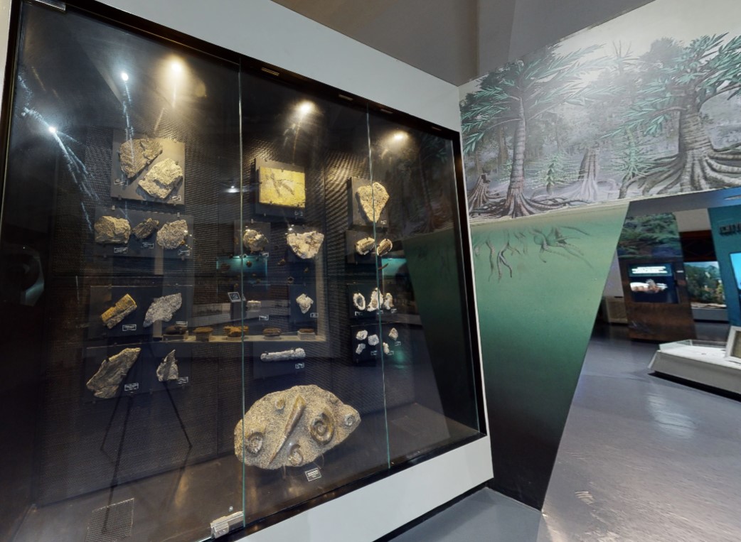 showcase-museum-geologi
