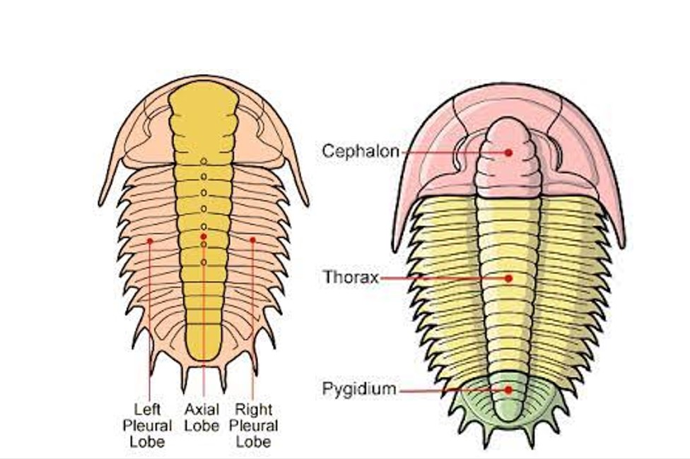 trilobite