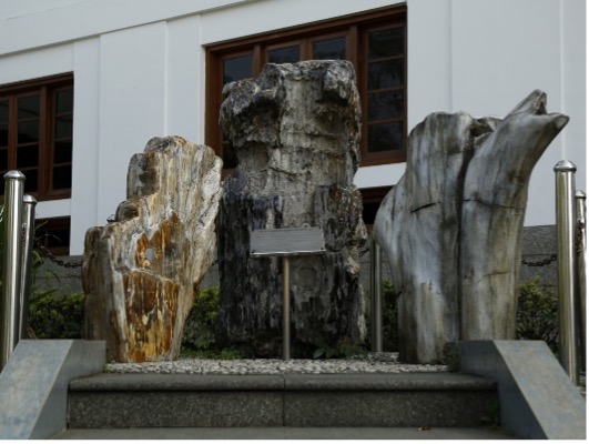 Fosil Kayu Indonesia