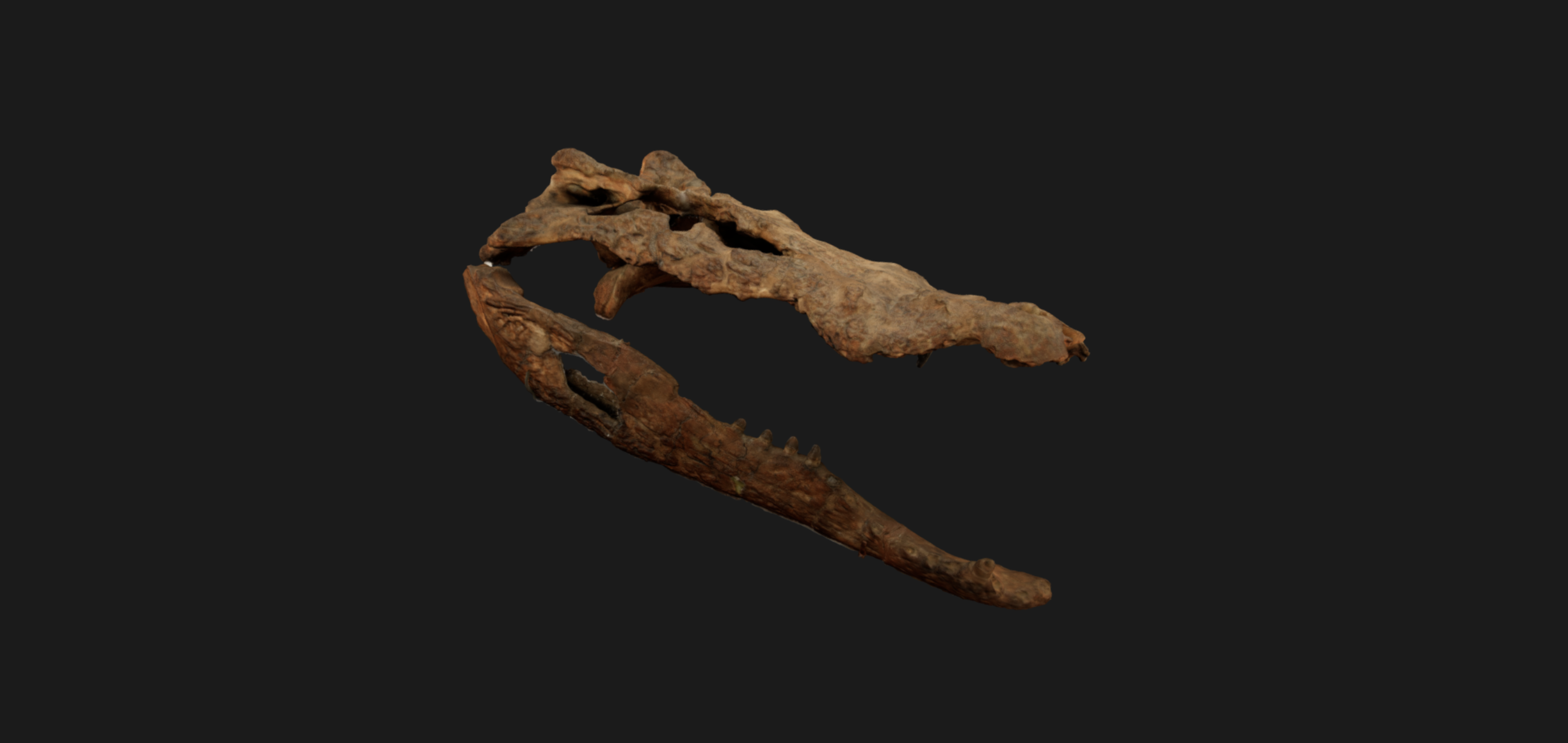 Crocodylus ossifragus