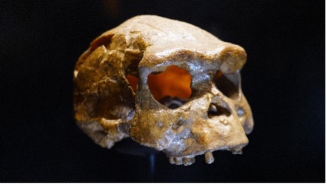 Fosil Tengkorak Homo erectus