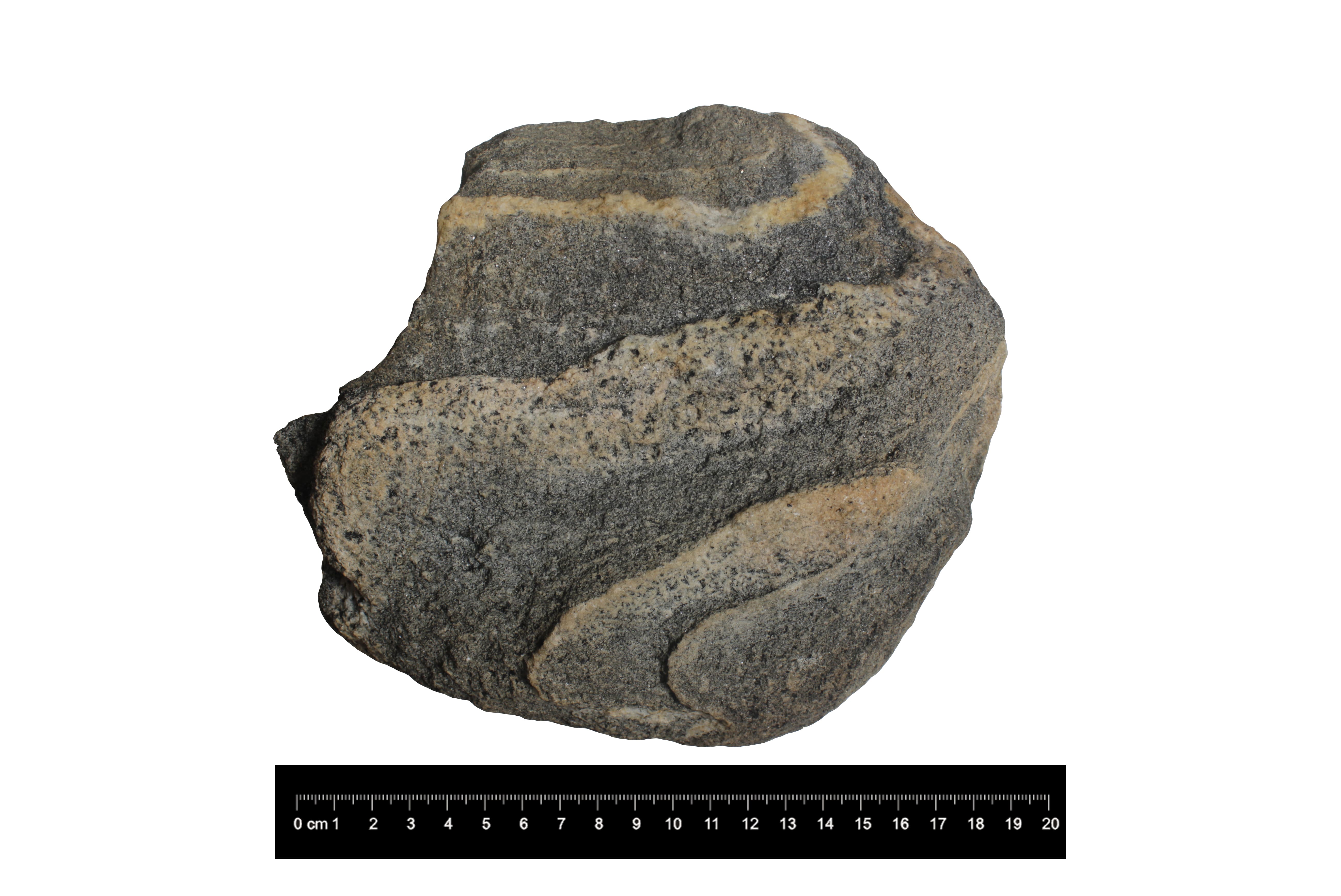 Leucosome bearing Amphibolite