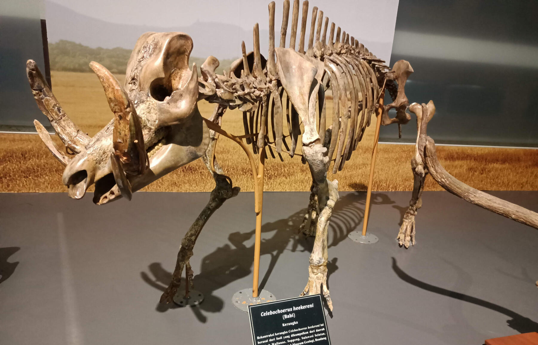 Celebochoerus heekereni